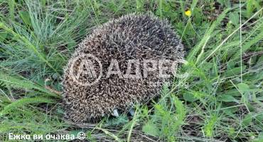 Земеделска земя, Горно Камарци, 553005, Снимка 9