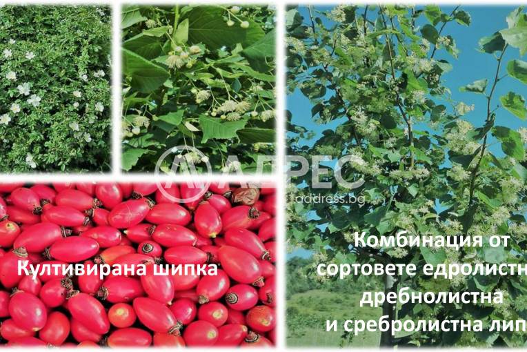 Земеделска земя, Горно Камарци, 553005, Снимка 6