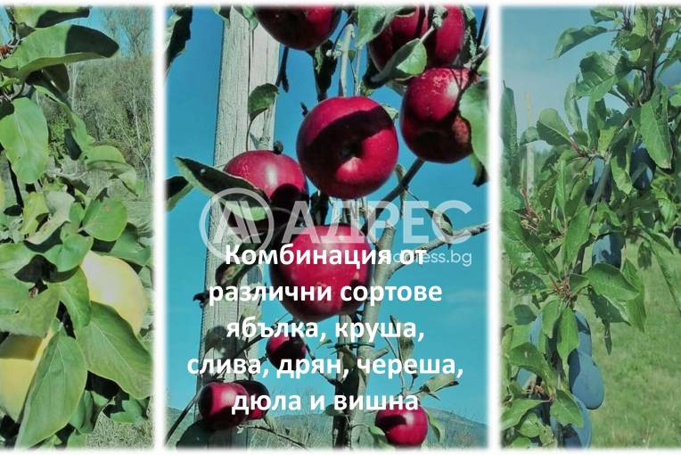 Земеделска земя, Горно Камарци, 553005, Снимка 7