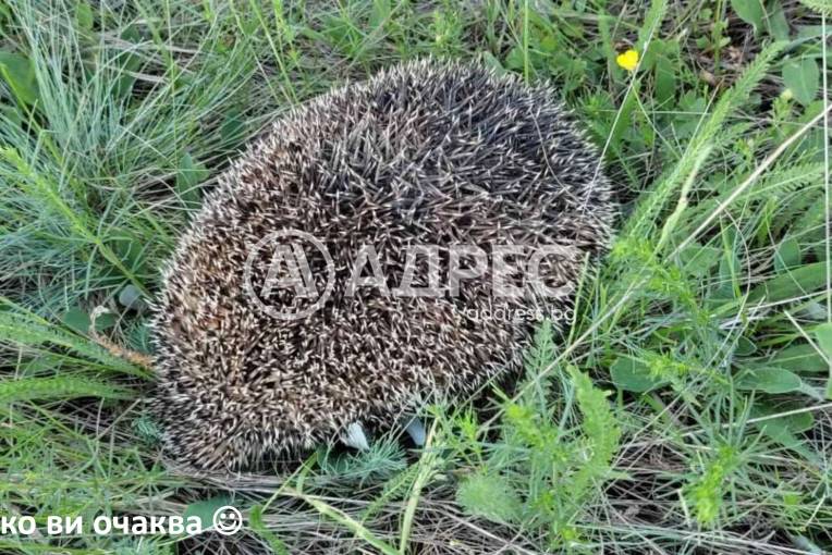 Земеделска земя, Горно Камарци, 553005, Снимка 9