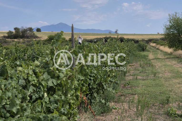 Земеделска земя, Бараково, 662005, Снимка 2