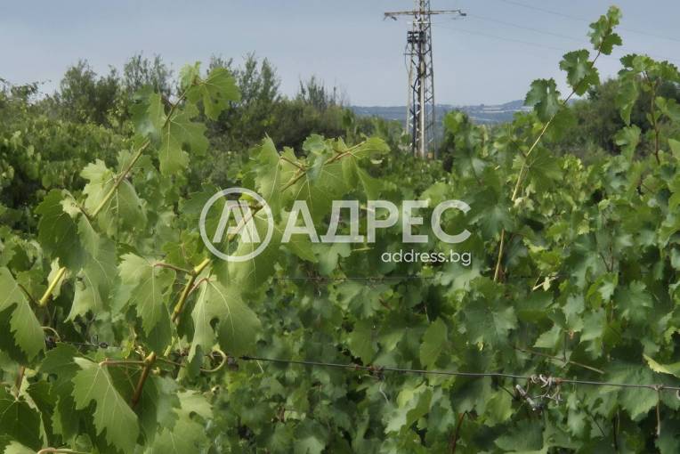 Земеделска земя, Бараково, 662005, Снимка 4