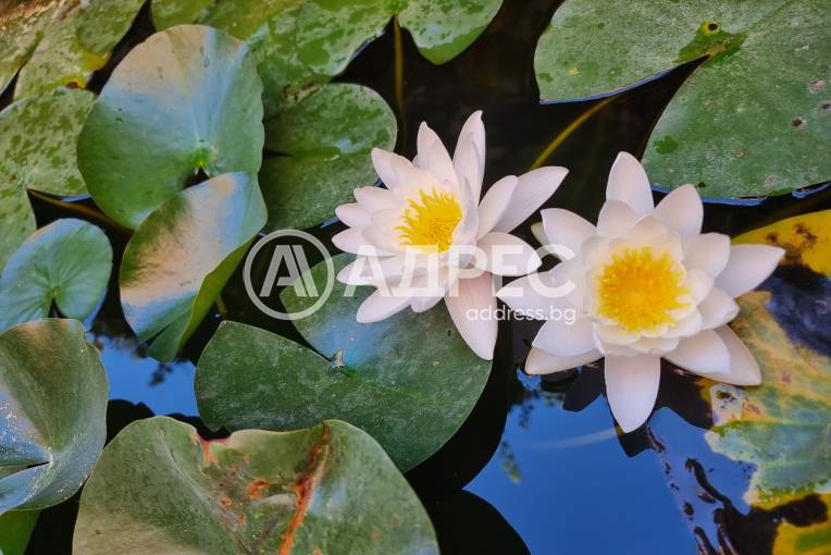 Тристаен апартамент, Варна, Галата, 685047, Снимка 35