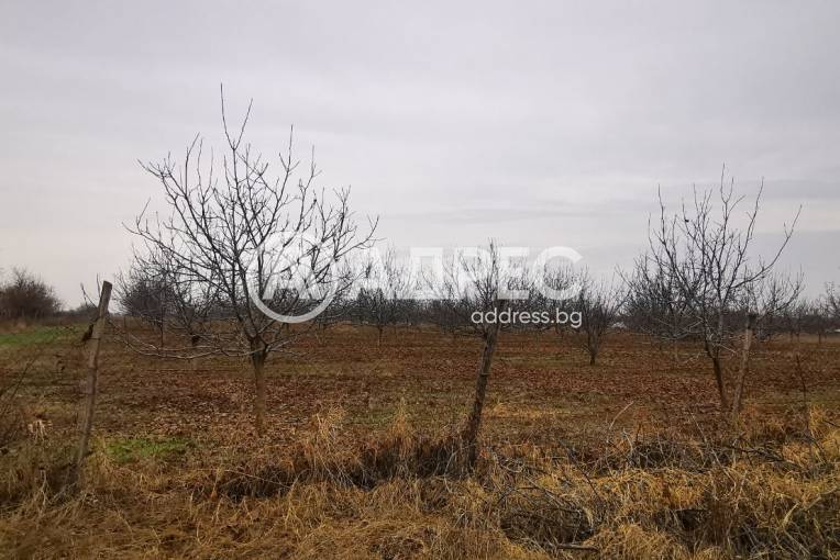Земеделска земя, Чешнегирово, 604056, Снимка 2