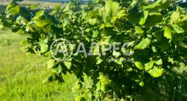 Парцел/Терен, Бенковски, 656155, Снимка 2