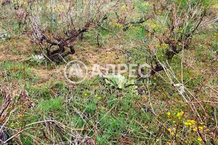 Парцел/Терен, Благоевград, Баларбаши, 621206, Снимка 3