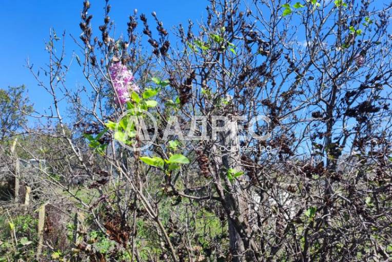 Парцел/Терен, Аксаково, ПЗ Аксаково, 681302, Снимка 2