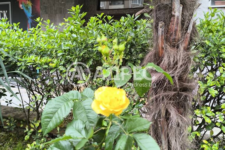 Двустаен апартамент, Бургас, комплекс Перла, 618352, Снимка 14