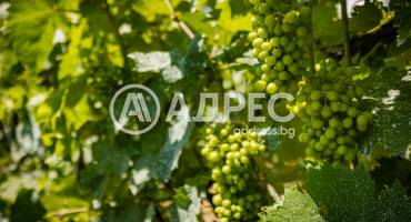 Къща/Вила, Осеново, 700565, Снимка 12