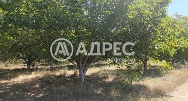 Земеделска земя, Цалапица, 703748, Снимка 2