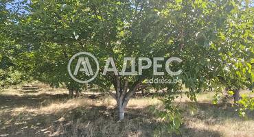 Земеделска земя, Цалапица, 703748, Снимка 3