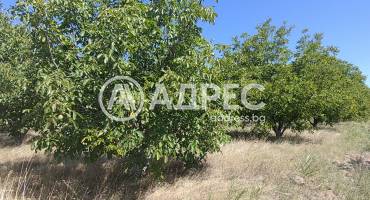 Земеделска земя, Цалапица, 703748, Снимка 4