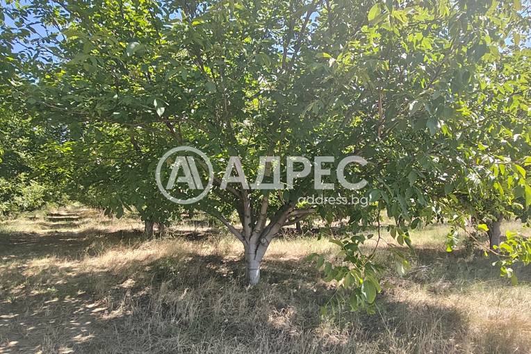 Земеделска земя, Цалапица, 703748, Снимка 3