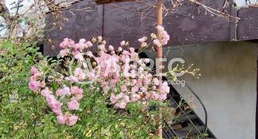 Къща/Вила, Терзийско, 675807, Снимка 3