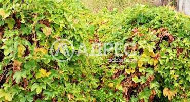 Парцел/Терен, Рила, 664843, Снимка 1