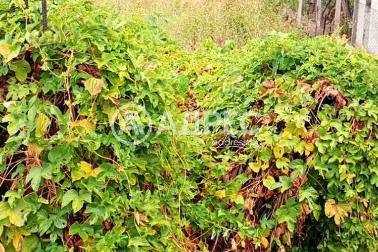 Парцел/Терен, Рила, 664843, Снимка 1