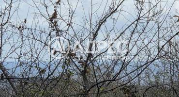 Къща/Вила, Варна, м-ст Боровец - юг, 677905, Снимка 2